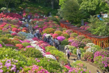 Azaleas in bloom at Nezu Shrine garden