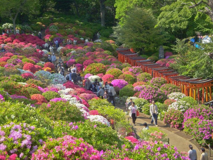 Azaleas in bloom at Nezu Shrine garden