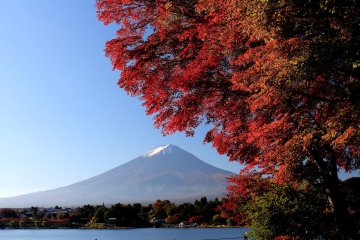 Japan's 2025 Autumn Leaves Forecast