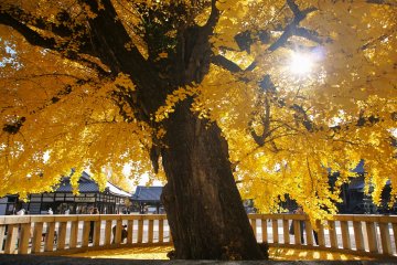 A stunning ginkgo at Nishi Hongan-ji Temple, Kyoto