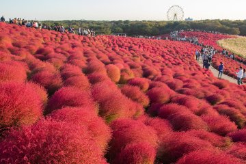 5 Places for Kochia in Japan