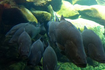 Osakanakan