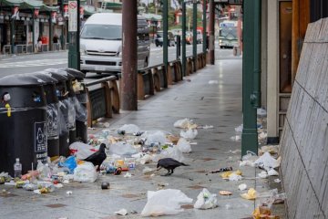 Crows picking through litter in Gion, Kyoto