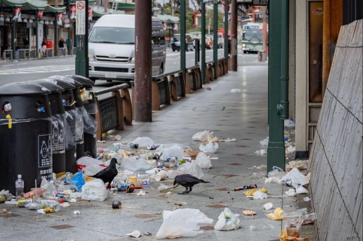 Crows picking through litter in Gion, Kyoto