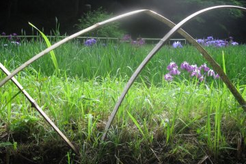 Lovely flowers