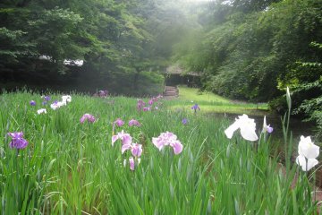 Back to nature