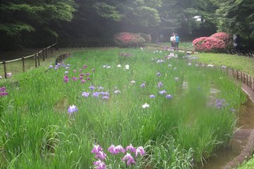 The flowers in summer