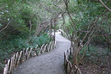Winding through the trees