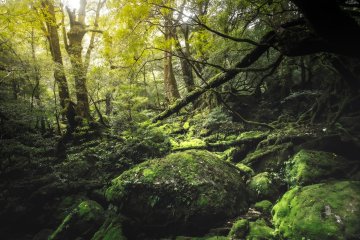Yakushima's forest is every bit the romantasy trend