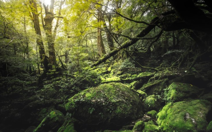 Yakushima's forest is every bit the romantasy trend