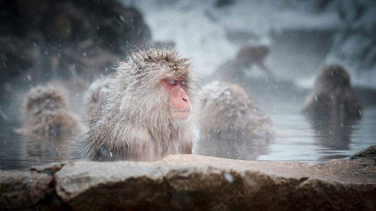 Who doesn't love an onsen break?