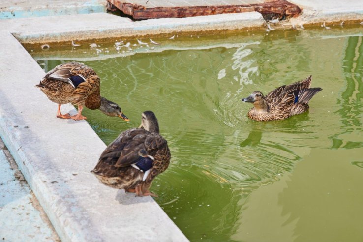 The hotel’s duck visitors