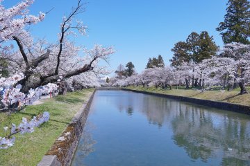 Tsuruoka Park during spring
