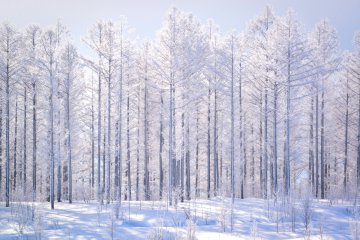 Furano, Hokkaido