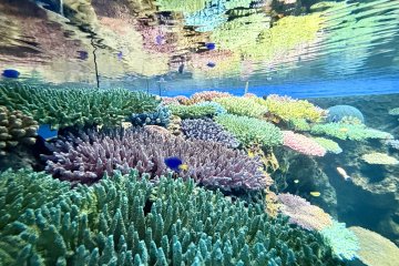 Osaka Aquarium's Great Barrier Reef