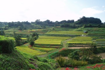 Terraced rice fields in Asuka, Nara
