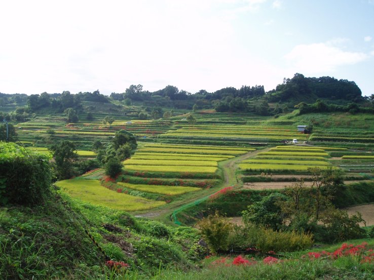 Terraced rice fields in Asuka, Nara