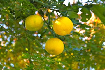 Hinokage Town Yuzu Festival 2025