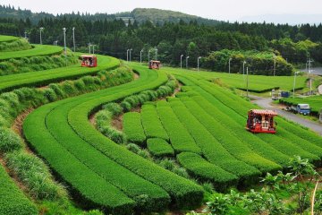 Lush green tea fields in Kagoshima