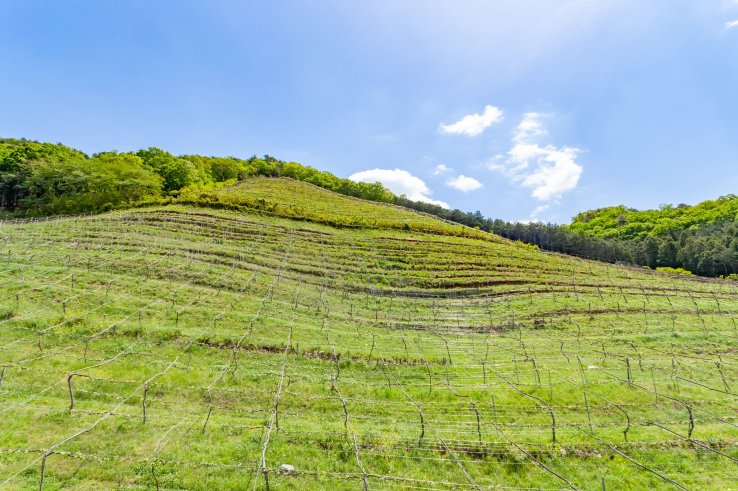 The hillside vineyards around Coco Farm & Winery are a fascinating sight.