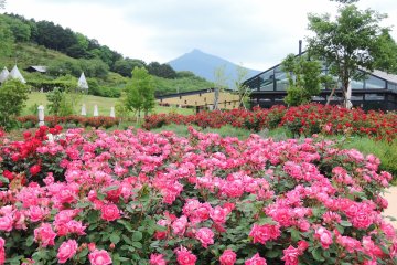 Ibaraki Flower Park dazzles with beautiful blooms in every season.
