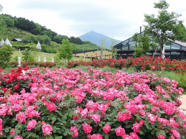 Ibaraki Flower Park dazzles with beautiful blooms in every season.