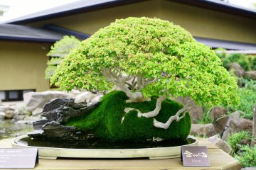 Immerse yourself in the art of bonsai at Omiya Bonsai Art Museum.