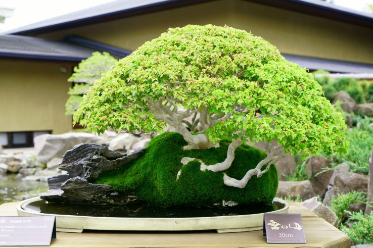 Immerse yourself in the art of bonsai at Omiya Bonsai Art Museum.