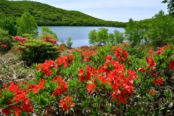 Mt. Akagi is carpeted with gorgeous flowers throughout the year.