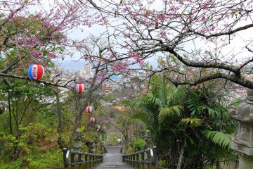 Sakura at Nago Castle Park, Okinawa