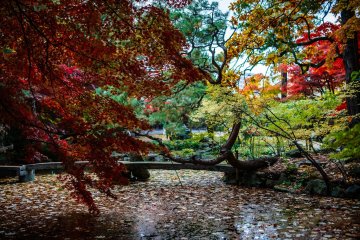 Vibrant colors over the pond
