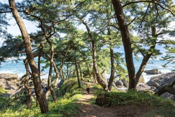 Wandering the trails of the Tanesashi Coast
