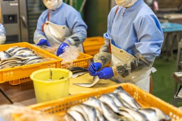 Seafood processed at the Marunushi Factory