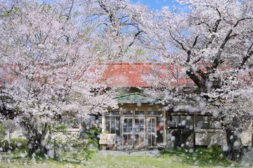 Takeshi Fukazawa Cherry Blossoms Photography Exhibition 2026