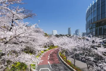 Midtown Blossom