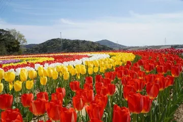 Japan's Most Beautiful Spring Spots Revealed in New Ranking