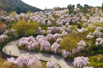 Hanamiyama Naruto Cherry Blossom Festival 2026