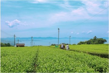 Inside Nagasaki’s Tea World with Nagasaki Ikedoki Tea Tours