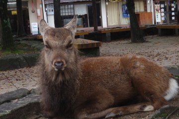 Native deer laze around the island ignoring tourists