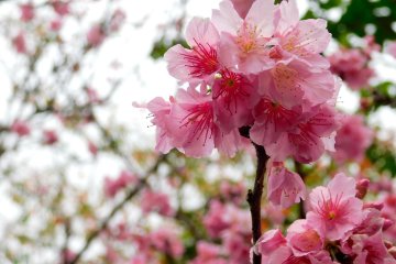 Cherry blossoms at Banna Park