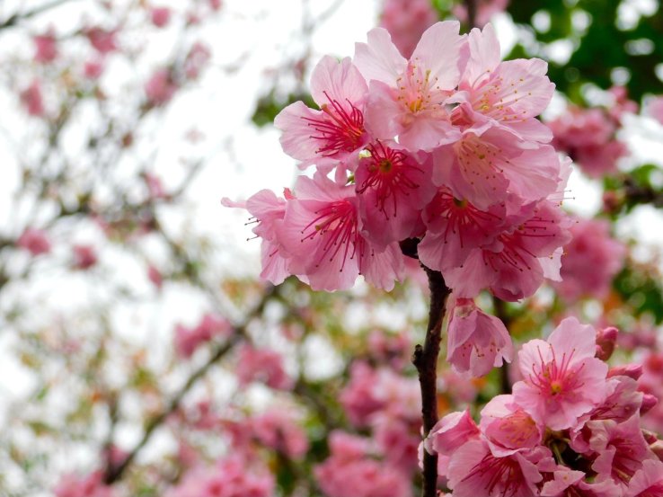 Cherry blossoms at Banna Park
