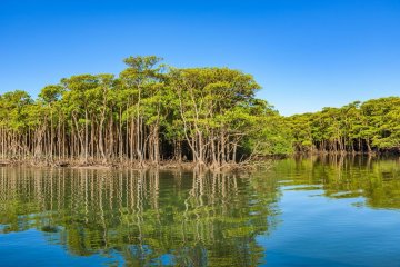 Iriomote Island