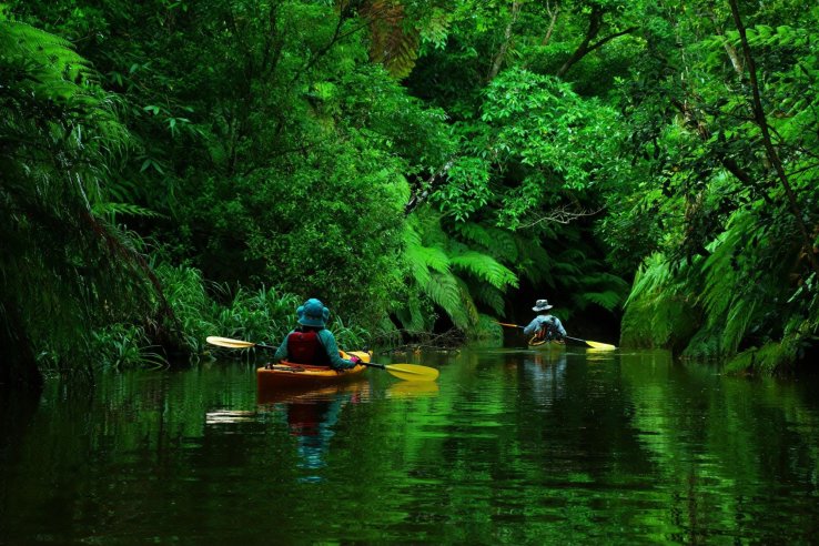 Mangrove Canoe Experience on Iriomote Island