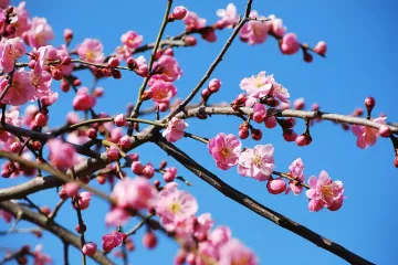 Tagami Plum Blossom Festival 2027