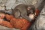 Punch the Monkey: Japan's Viral Baby Macaque