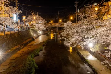 Tamatsukuri Onsen Cherry Blossom Festival