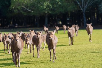 Deer calling in Nara