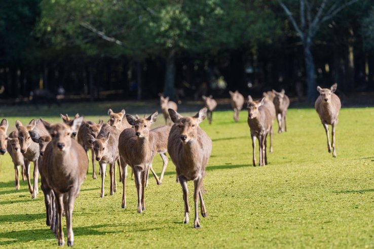 Deer calling in Nara