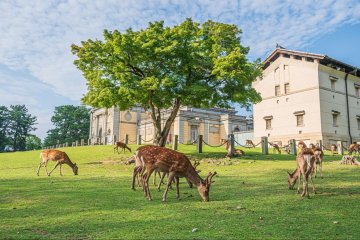 Nara National Museum