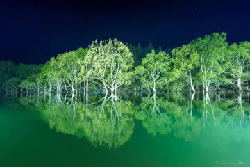 Shirakawa Lake Submerged Forest Light-Up